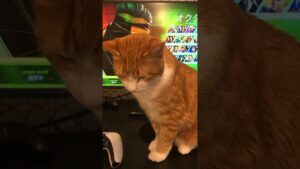 Apex戦闘なのに猫戦闘がSTART🐈 #shorts   #エーペックス #Apex   #保護猫
